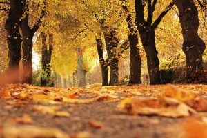 Golden autum leaves falling on a path